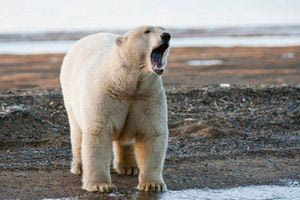 Αλάσκα: Αρκούδα κατασπάραξε 55χρονο κυνηγό ελαφιών