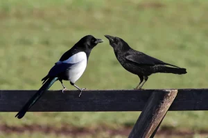 Έρευνα:  Το 92% των εξαφανίσεων πτηνών οφείλεται στον άνθρωπο