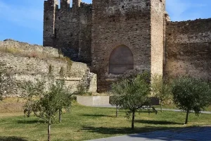 Θεσσαλονίκη: Ο δήμος μαζεύει ελιές από τους δρόμους για να βγάλει λάδι