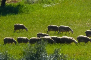 Ευλογιά των προβάτων – Τα μέτρα για τον περιορισμό και εκρίζωση της νόσου