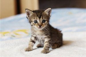 Άγνωστος αποκεφάλισε γατάκι στην Κυψέλη και άφησε απειλητικό μήνυμα