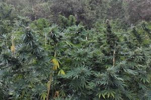 Θήβα: Εντοπίστηκε χασισοφυτεία μαμούθ με 8.000 δενδρύλλια – 15 εκατ. ευρώ υπολογίζονται τα κέρδη