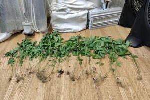 Αθήνα: Πλήρως εξοπλισμένο εργαστήριο καλλιέργειας κάνναβης σε σπίτι