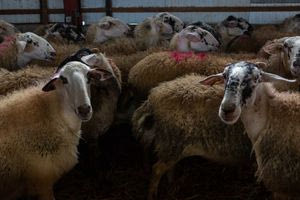 Ξεκίνησαν τα προληπτικά μέτρα στην Π.Ε Ηρακλείου – Σε ειδικό εργαστήριο της Αθήνας το δείγμα από το ύποπτο κρούσμα