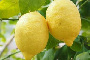 Λεμονιά: Γιατί συνιστάται να κρεμάτε πώματα από φελλό στα κλαδιά της και σε τι χρησιμεύουν