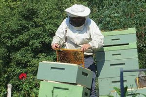 Ψήφισμα στήριξης στους μελισσοκόμους της Κρήτης από το Δημοτικό Συμβούλιο Γόρτυνας
