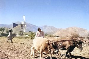 Όργωμα με τα βόδια το 1945