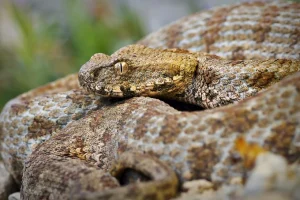 Νέο είδος φιδιού ανακαλύφθηκε στα Ιμαλάια και πήρε το όνομα του Λεονάρντο ΝτιΚάπριο