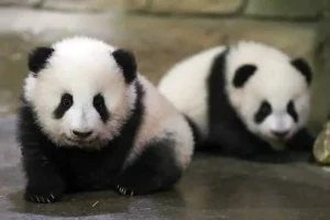 Γερμανία: Δύο μωρά πάντα έκαναν το ντεμπούτο τους στο ζωολογικό κήπο του Βερολίνου