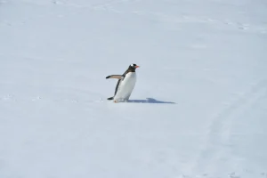 Οι «πιο άτυχοι πιγκουίνοι του κόσμου» και η ιστορία τους