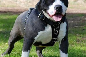 Βρετανία: 14χρονος δέχτηκε δεκάδες δαγκωματιές από άγριο σκύλο