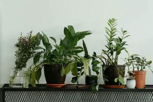 Έξι  αρωματικά φυτά που βγάζουν ρίζα σε νερό