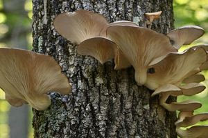 Θεσσαλονίκη: Σε νοσοκομεία μεταφέρθηκαν 11 Ρουμάνοι που εμφάνισαν συμπτώματα τροφικής δηλητηρίασης από μανιτάρια