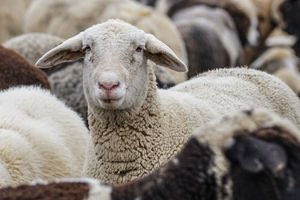 Η θέλξη της κοινής γνώμης και το μπάζωμα της κοινής λογικής