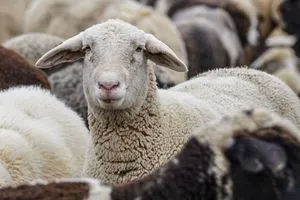 Τα μέτρα της Γενικής Διεύθυνσης Κτηνιατρικής του ΥΠΑΑΤ για την ευλογιά