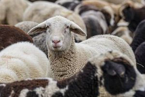 Στ. Τζεδάκης: «Πρέπει να ενεργούμε σαν να έχουμε ήδη ευλογιά και πανώλη» (vid)