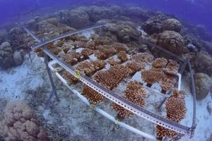 Επιστήμονες αναπαρήγαγαν κοράλλια που αντέχουν στις υψηλές θερμοκρασίες