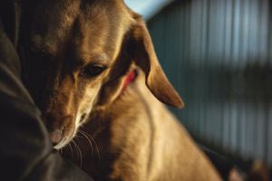 Ανοίγουν το Σάββατο οι πόρτες του Κυνοκομείου Ηρακλείου