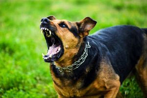 Ουαλία: Σκύλος κατασπάραξε μωρό εννέα μηνών