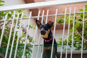 Θεσσαλονίκη: Έδωσε εντολή στα σκυλιά του να επιτεθούν σε νεαρό γιατί δεν έφευγε από το διαμέρισμά του