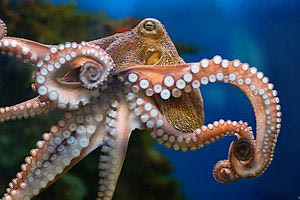 Τα χταπόδια είναι το πιο πιθανό να κυριαρχήσουν στον κόσμο μετά τον άνθρωπο, λένε οι επιστήμονες