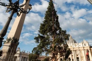 Έκκληση στον Πάπα: Να μην κοπεί αιωνόβιο έλατο για τον στολισμό της πλατείας του Αγίου Πέτρου