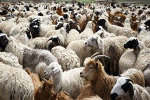 Κλείνουν τα σφαγεία – Αυστηρά μέτρα μετά το κρούσμα ευλογιάς των αιγοπροβάτων