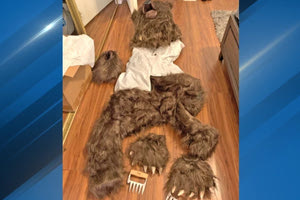 Καλιφόρνια: Ντύθηκαν αρκούδες και βανδάλισαν τα αυτοκίνητά τους για να εισπράξουν την ασφάλεια