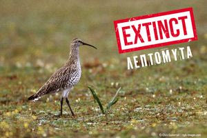 Η λεπτομύτα κηρύχθηκε επισήμως εξαφανισμένη