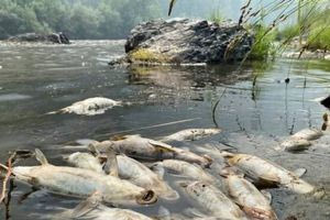 Άνδρος: Ανησυχία για νεκρά ψάρια που πλημμύρισαν παραλίες