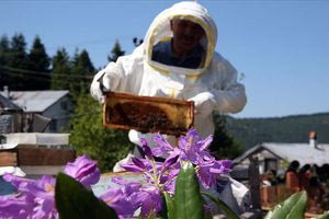 Το «τρελό μέλι» της Τουρκίας που νίκησε έναν στρατό και μπορεί να στείλει όποιον το καταναλώσει στο νοσοκομείο