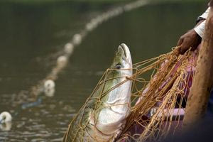 Τι σημαίνει η φράση «το ψάρι βρωμάει απ’ το κεφάλι» και από πού προέρχεται