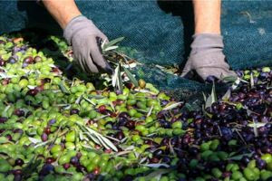 Ο Ξάδελφος πήγε να του μαζέψει τις ελιές του – Συνελήφθη ένας εργάτης