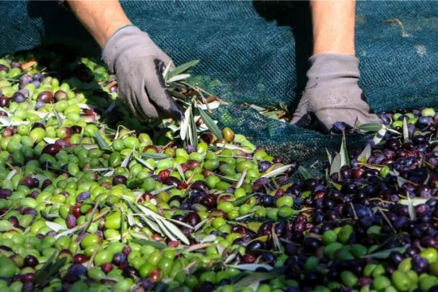 Ο Ξάδελφος πήγε να του μαζέψει τις ελιές του – Συνελήφθη ένας εργάτης