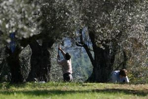Ψάχνουν και δεν βρίσκουν εργατικά χέρια για τις ελιές – Αυξήθηκαν κατά 60% τα μεροκάματα