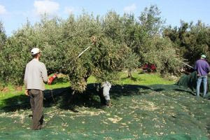 Όσοι έχουν ελιές κινδυνεύουν με πρόστιμα έως 5.000 ευρώ