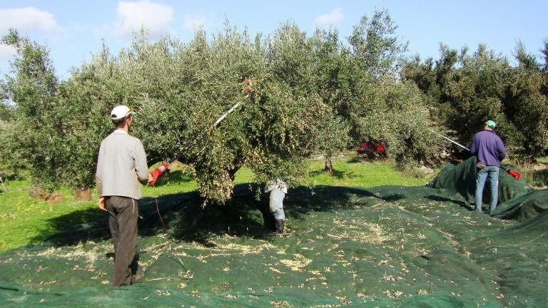 Όσοι έχουν ελιές κινδυνεύουν με πρόστιμα έως 5.000 ευρώ