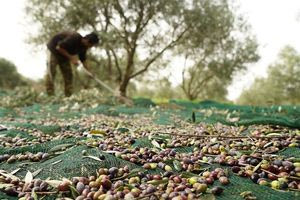 Σημαντικές ελλείψεις σε εργάτες γης και στην Κρήτη