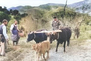 Όργωμα χωραφιού περίπου το 1950