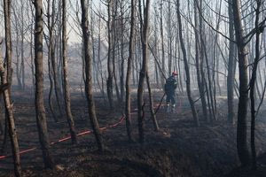 WWF: 500.000 στρέμματα καμένων εκτάσεων την αντιπυρική περίοδο 2024