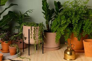 Τα συνηθέστερα λάθη που κάνουμε με τα φυτά εσωτερικού χώρου και χαλάνε