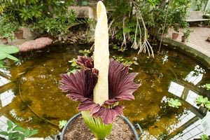 Tο «λουλούδι – πτώμα» που έκανε 5.000 ανθρώπους να στηθούν στην ουρά για να το δουν να ανθίζει