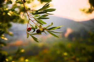 Στη δίνη της ξηρασίας το ελαιόλαδο στην Κρήτη: “Φέτος, θέλουμε 10 κιλά ελιές για να βγάλουμε 1 κιλό λάδι”