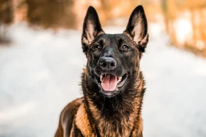 Τραγωδία στην Αγγλία: Νεκρό βρέφος 7 μηνών μετά από επίθεση σκύλου της οικογένειας