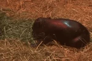 Μωρό ιπποπόταμος γεννήθηκε στη Σκωτία