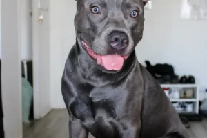 Νέα Υόρκη: Άνδρας πέταξε σκύλο από τον 14ο όροφο και αφέθηκε ελεύθερος