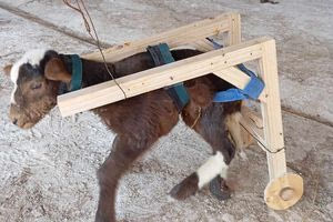 Η συμπόνια των φυλακισμένων προσφέρει σε ανάπηρο αρνάκι μια νέα ζωή