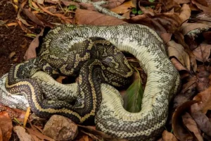 Ινδονησία: Πατέρας τριών παιδιών βρέθηκε νεκρός στην κοιλιά πύθωνα