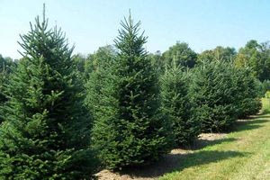 Κλιματική κρίση: Πώς «απειλεί» και τα Χριστούγεννα – Σε κίνδυνο το Νο 1 σύμβολο των εορτών