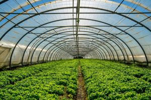 Σε κίνδυνο τα αγροτικά οικοσυστήματα και στην Κρήτη: Η χρήση πλαστικών «πληγώνει» την γεωργική παραγωγή